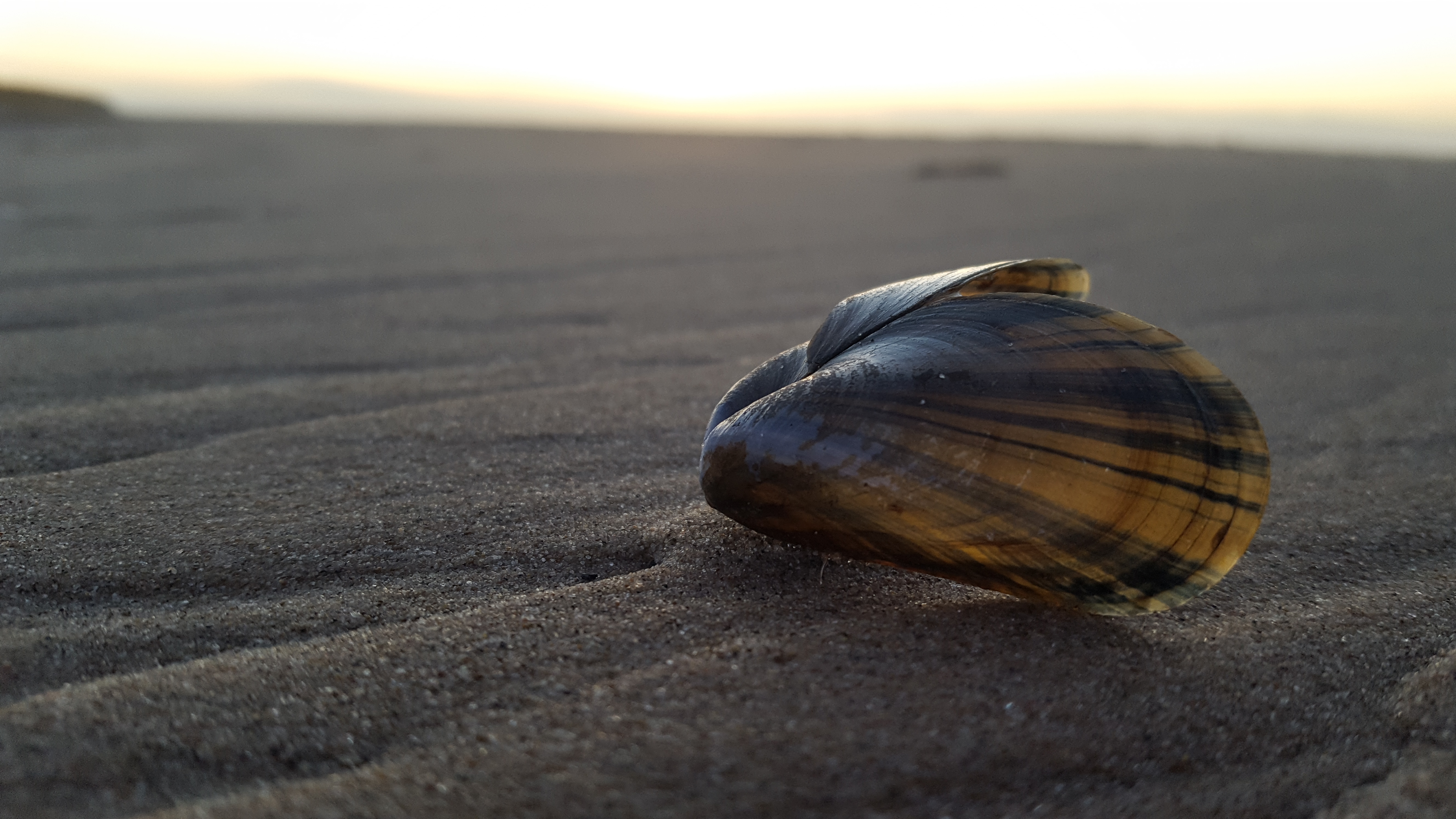 Muscle Shell